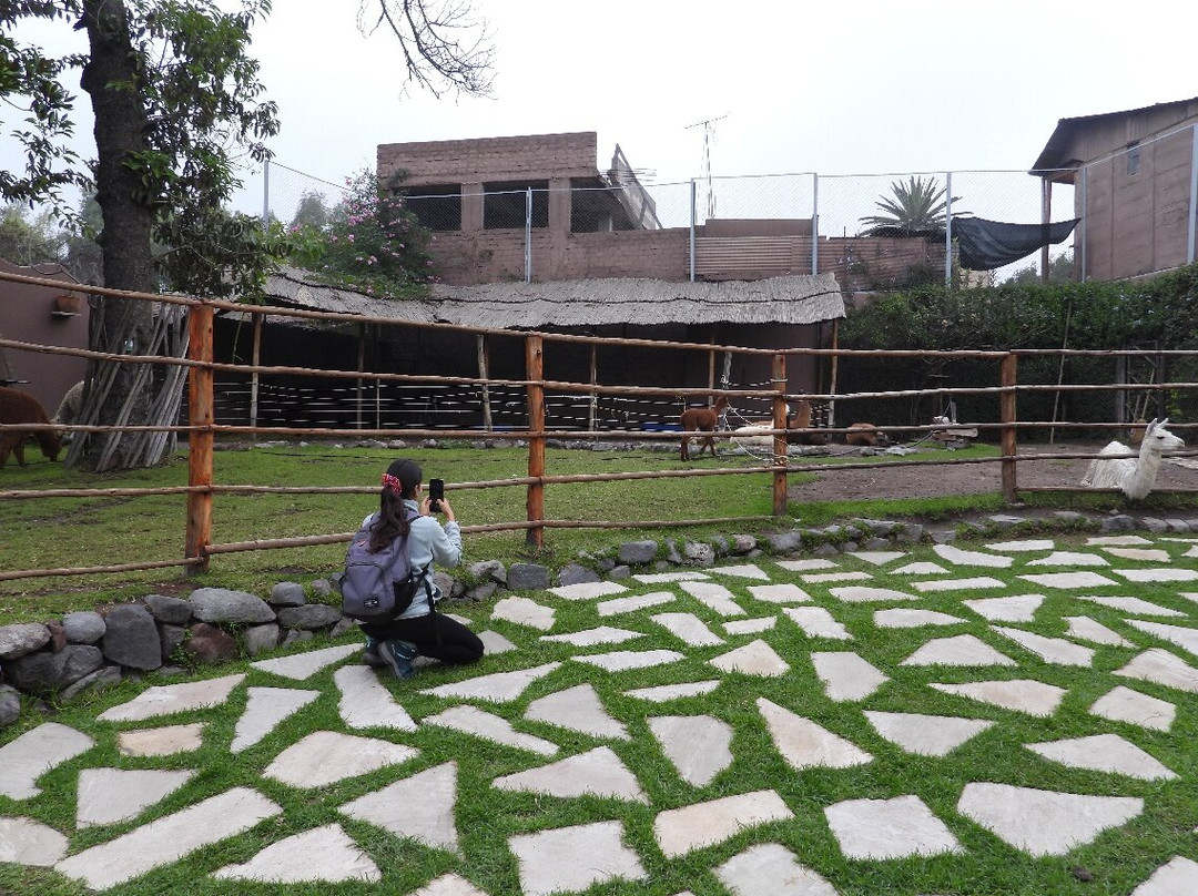 Mundo Alpaca Arequipa-阿雷基帕必去景点