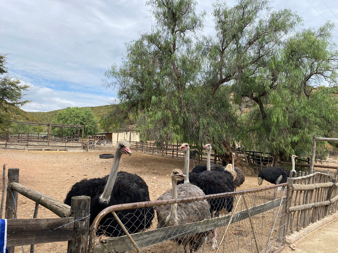 Cango Ostrich Show Farm-奥兹洪必去景点