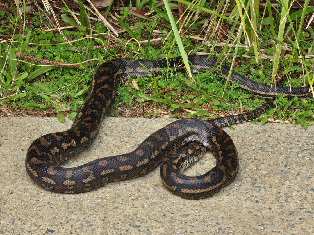 Gold Coast Regional Botanic Gardens-Benowa必去景点