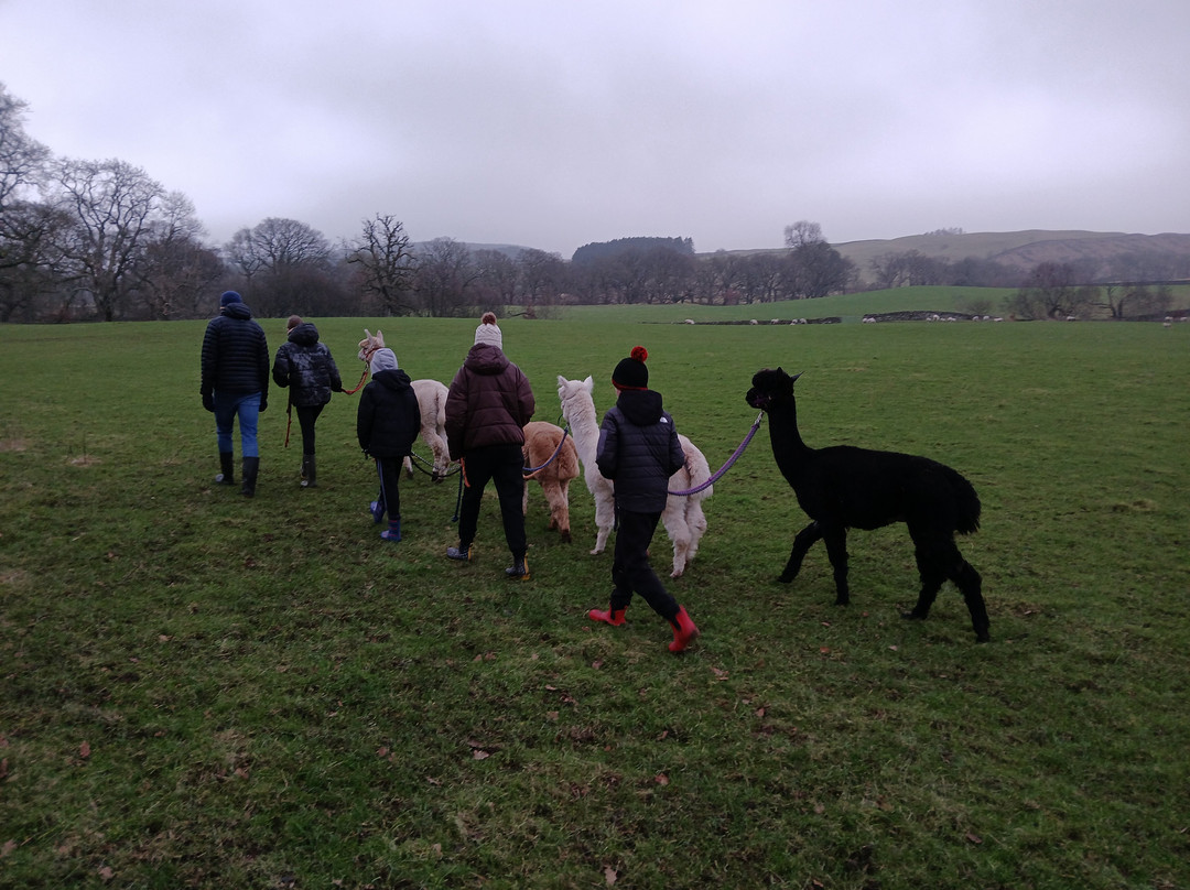 Nith Valley Alpacas景点图片