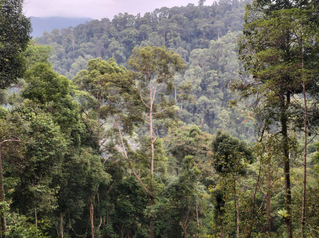 Jungle Immersion Bukit Lawang-武吉拉旺必去景点