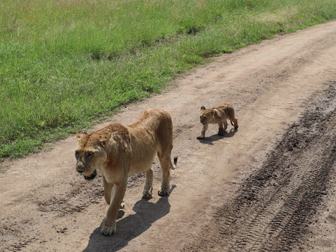 Tanzania Rollers Safari-阿鲁沙必去景点