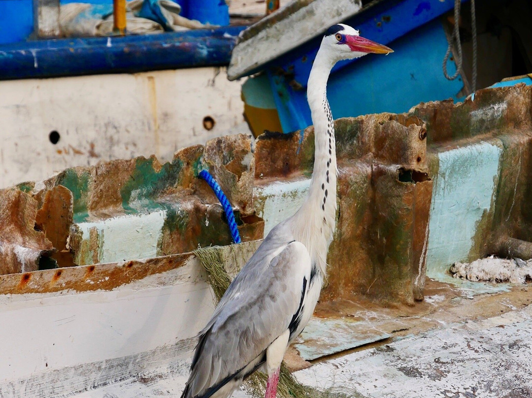 Negombo Lagoon-尼甘布必去景点