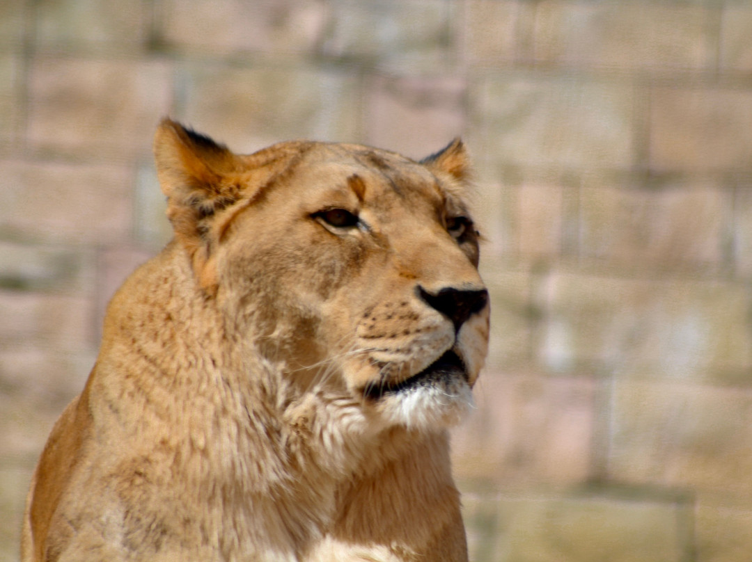 El Paso Zoo-埃尔帕索必去景点