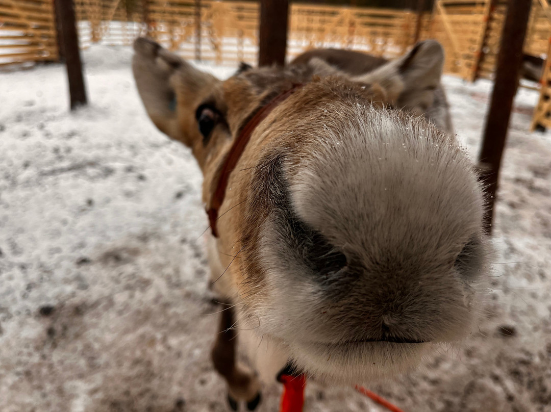 Aavasaksa Adventures-Ylitornio必去景点