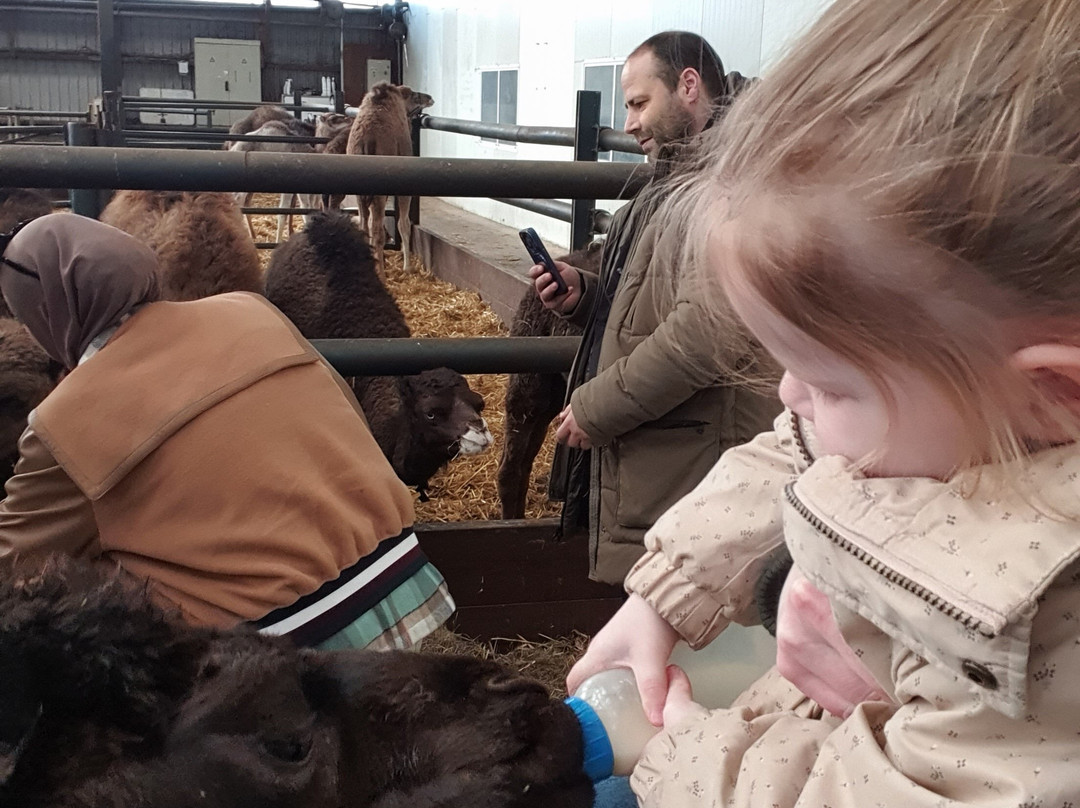 Camel Dairy Smits-Berlicum必去景点