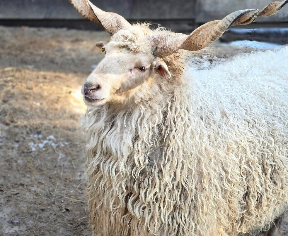 Russkiye Sezony Kurort Peresvet . Park Hotel主图