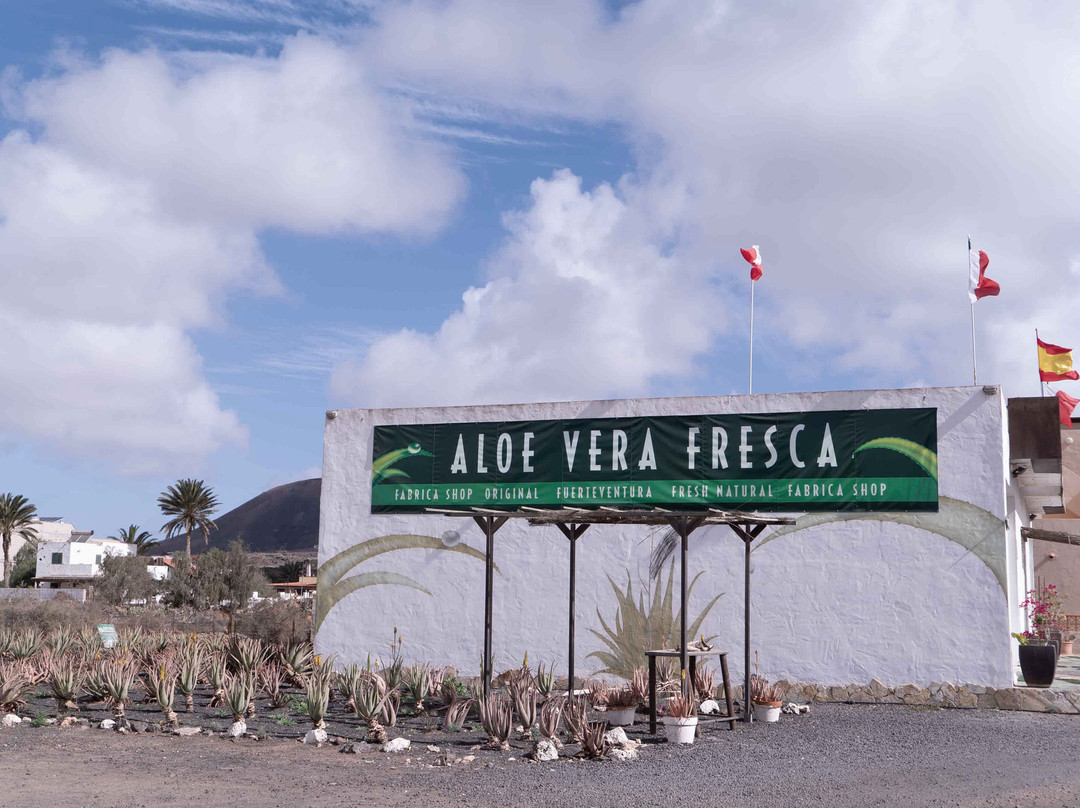Aloe Vera museum景点图片