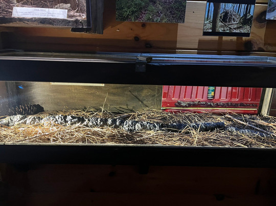 Expedition:BIGFOOT!-Cherry Log必去景点