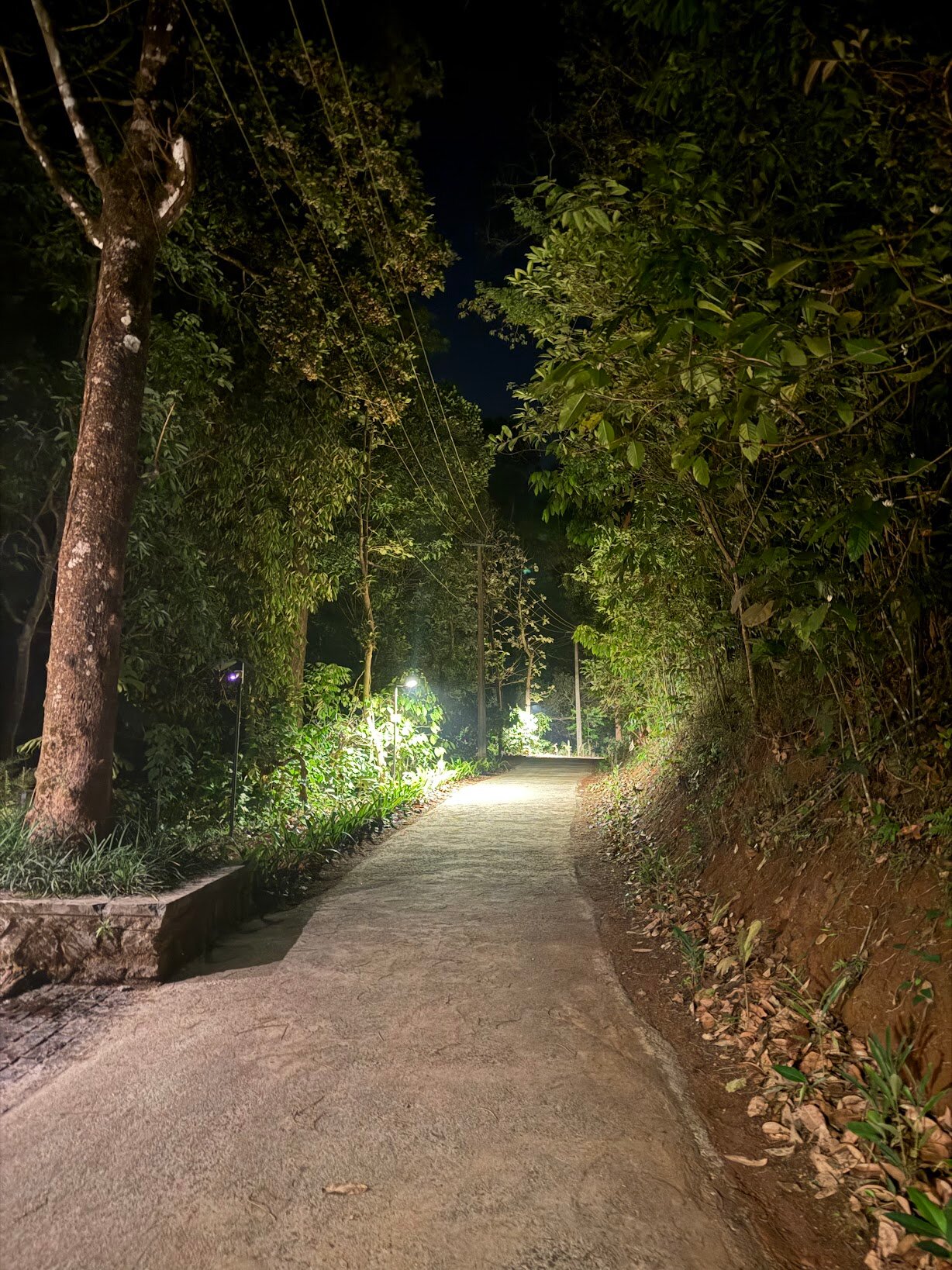 Flora Vythiri Resort-酒店景观