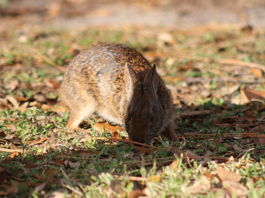 Mirasol Park-棕榈滩花园必去景点