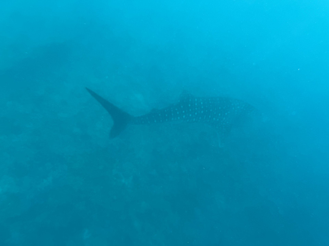 Euro-Divers LUX South Ari Atoll景点图片