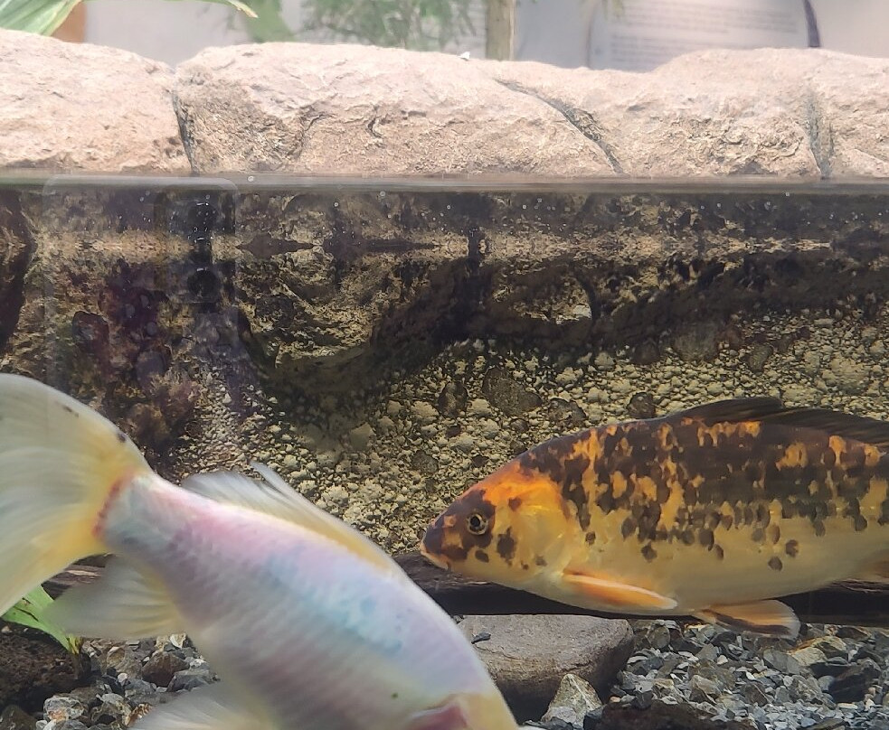 Zoológico de Chapultepec-墨西哥城必去景点