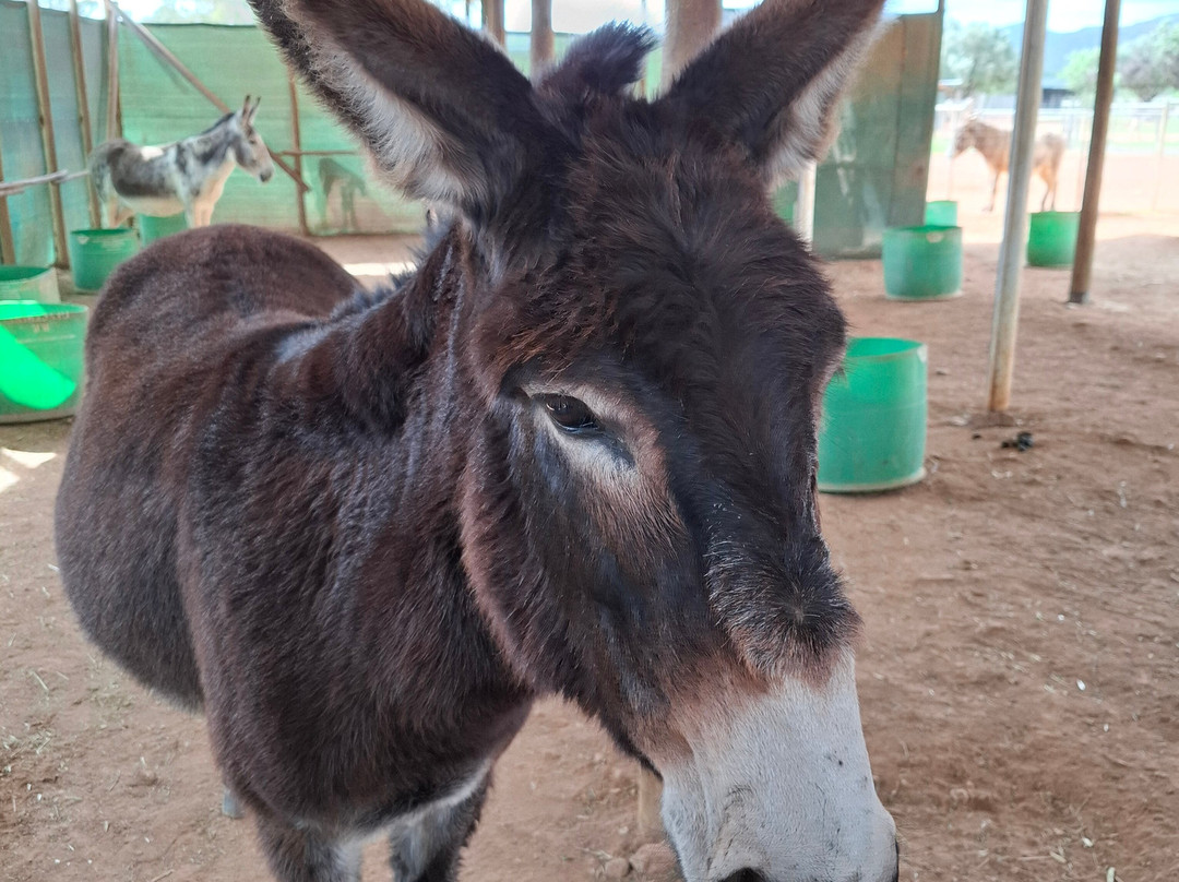 Eseltjiesrus Donkey Sanctuary-McGregor必去景点
