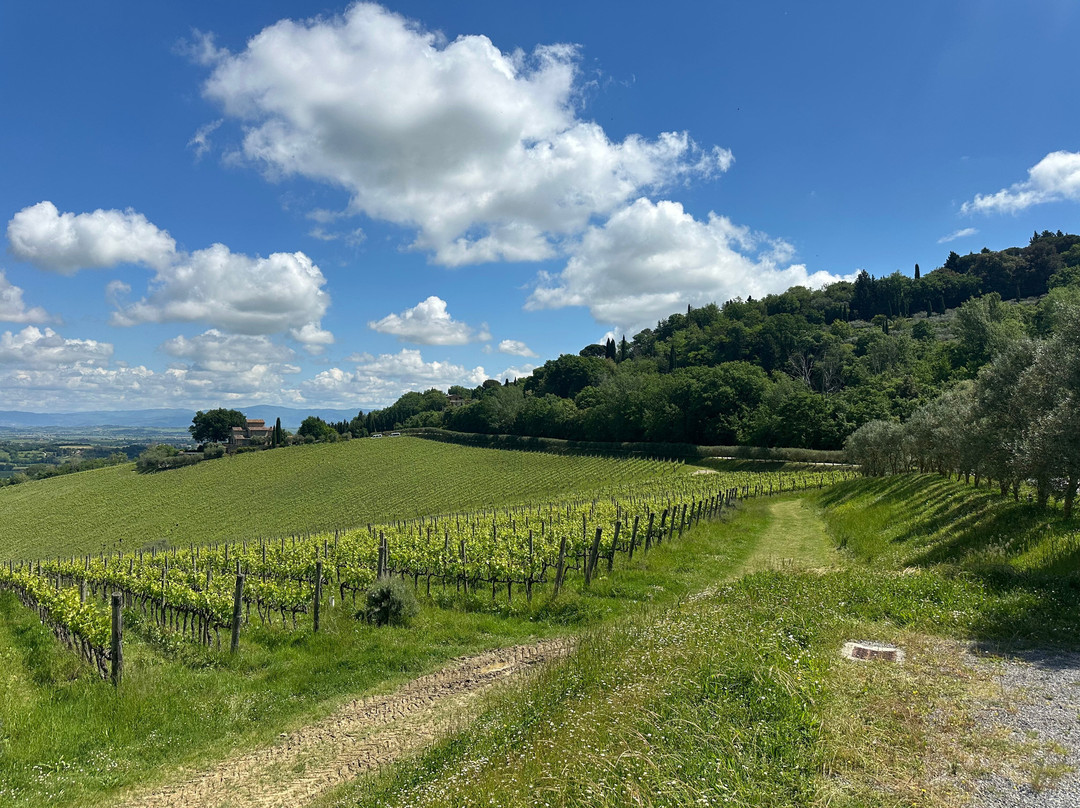Icario Winery-蒙特普尔恰诺必去景点