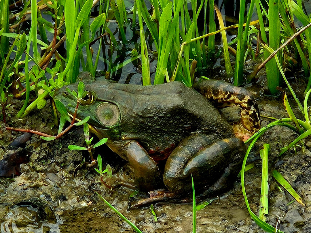 Crawfish Haven / Mrs. Rose's Bed and Breakfast主图