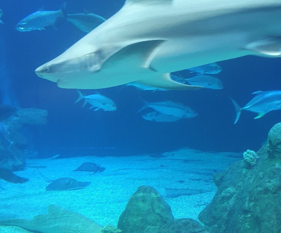 ABQ BioPark Aquarium-阿尔伯克基必去景点