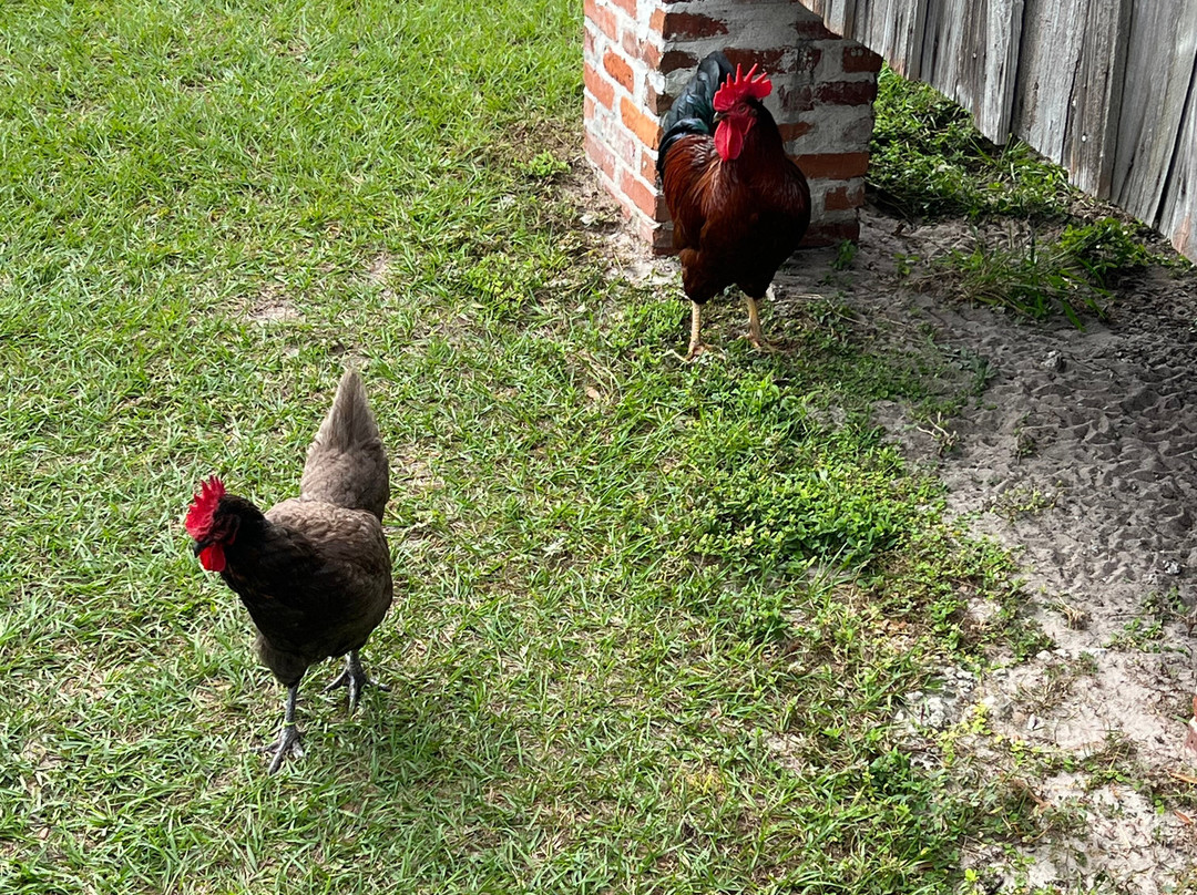 Pioneer Village at Shingle Creek-基西米必去景点