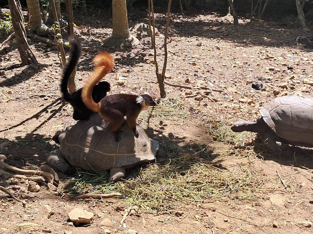 Madagascar Tour Severino景点图片