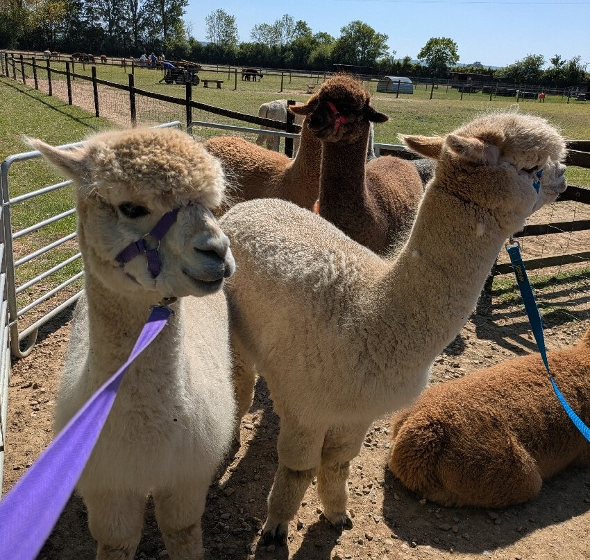 Butterwick Alpaca Retreat and Trekking-马尔顿必去景点