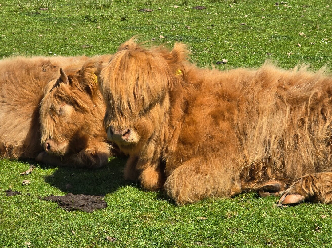 Highland cow tours景点图片