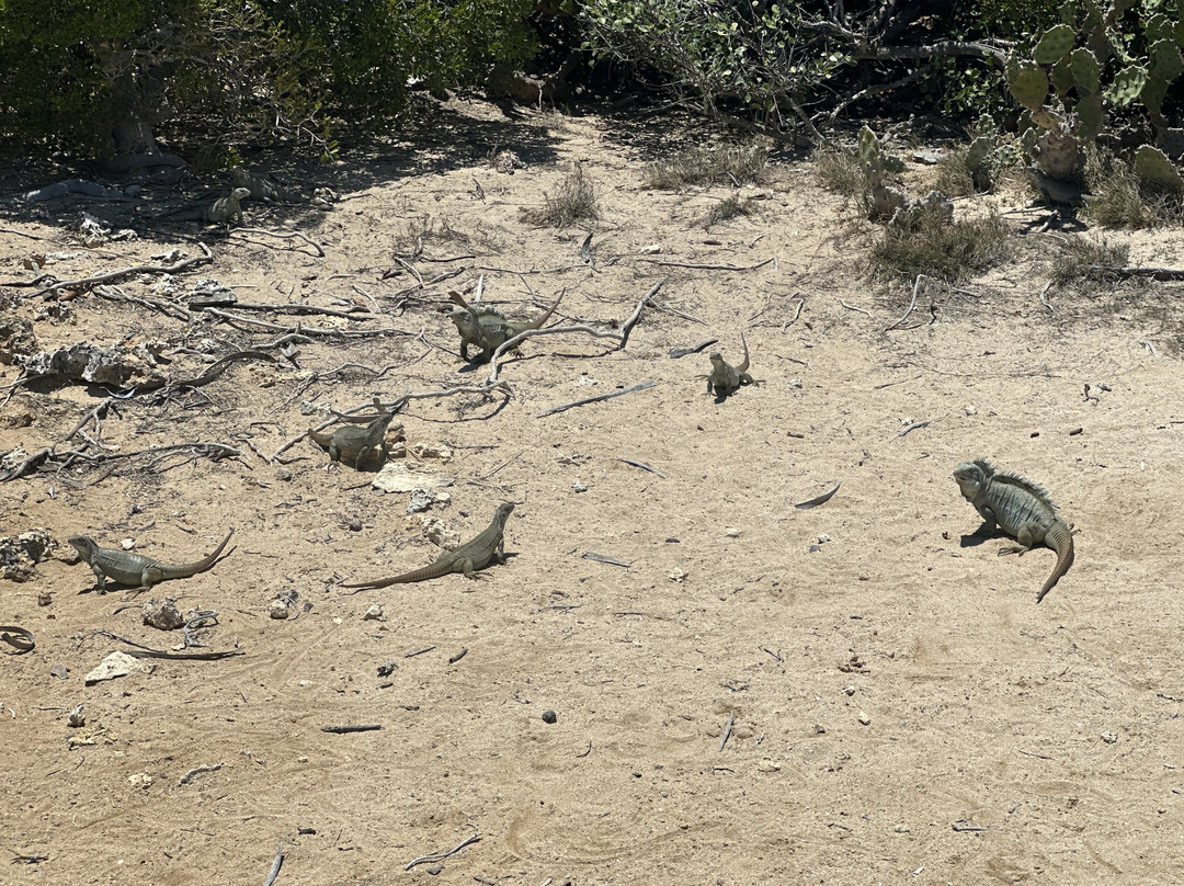 Pontoon Cruises on Chalk Sound-Five Cays Settlement必去景点