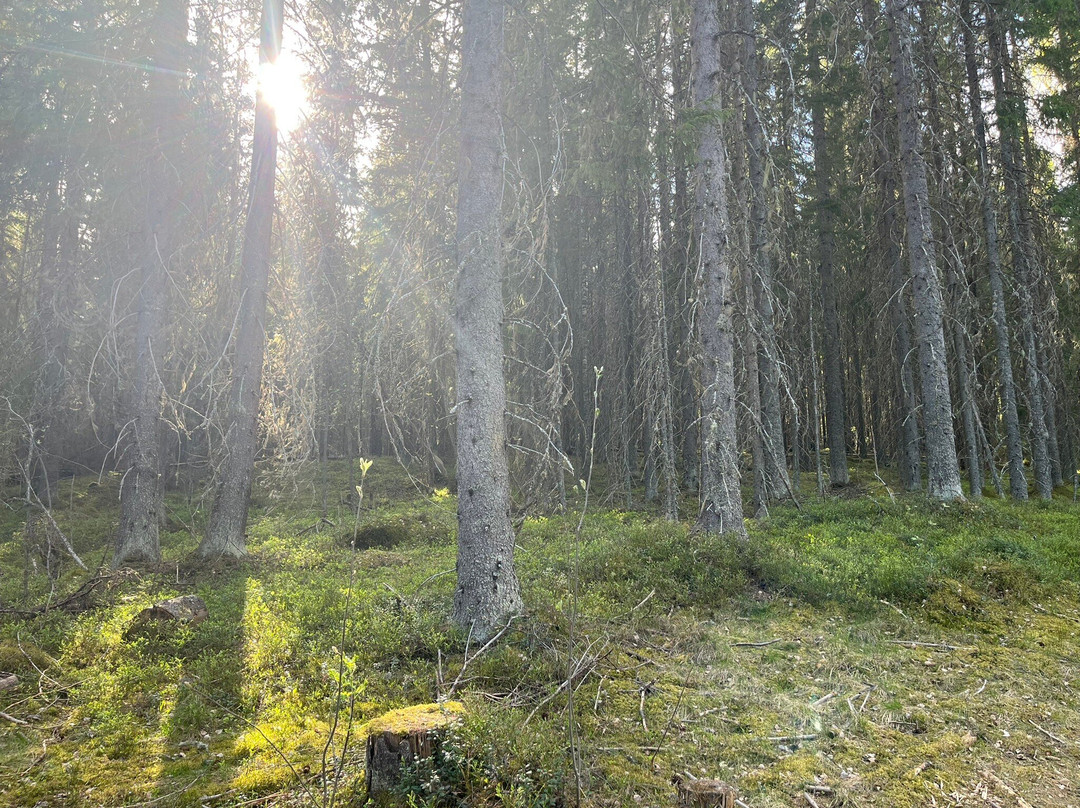 Vanuvuori Nature Trail And Observation Tower