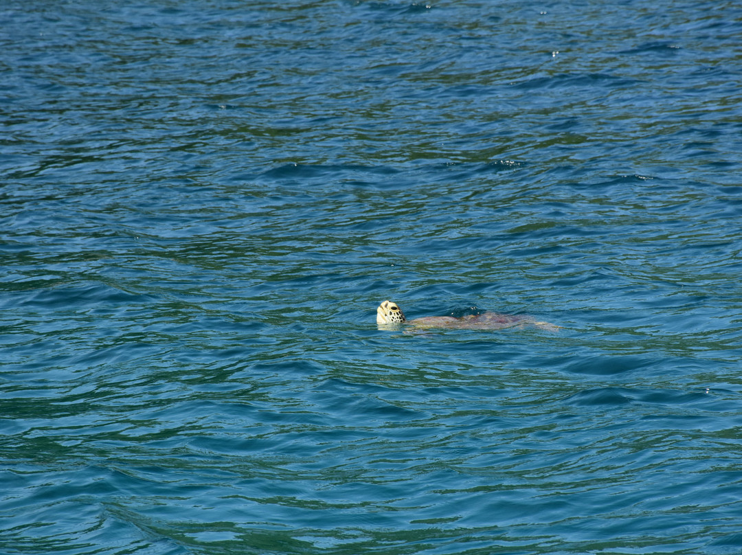 Seavibe Ventures Palawan-利纳帕坎岛必去景点