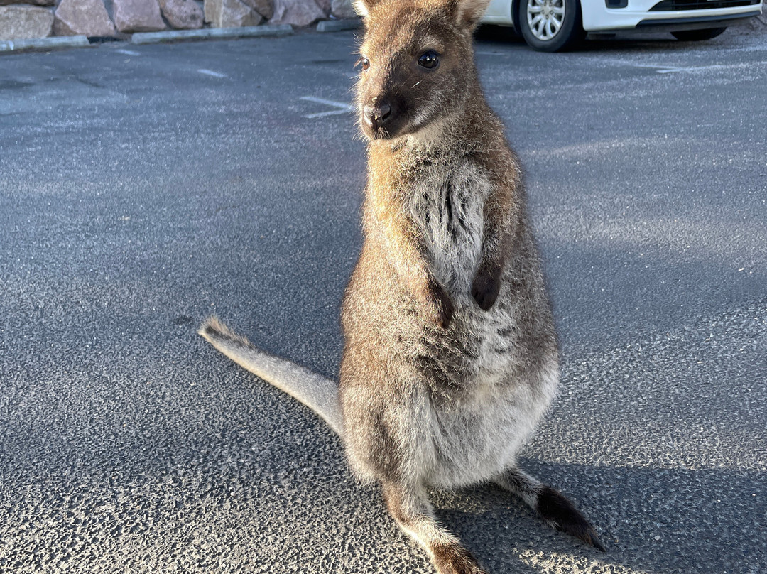 Freycinet National Park景点图片
