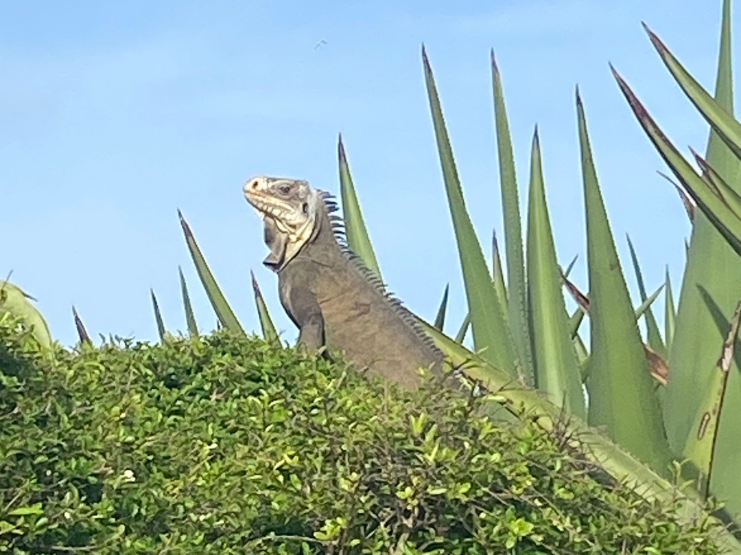 Ti Prens-Saint Francois必去景点