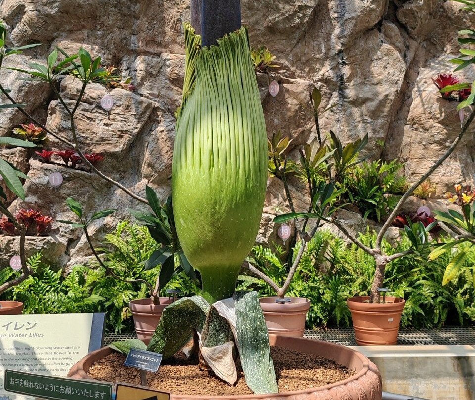 Jindai Botanical Park-调布市必去景点