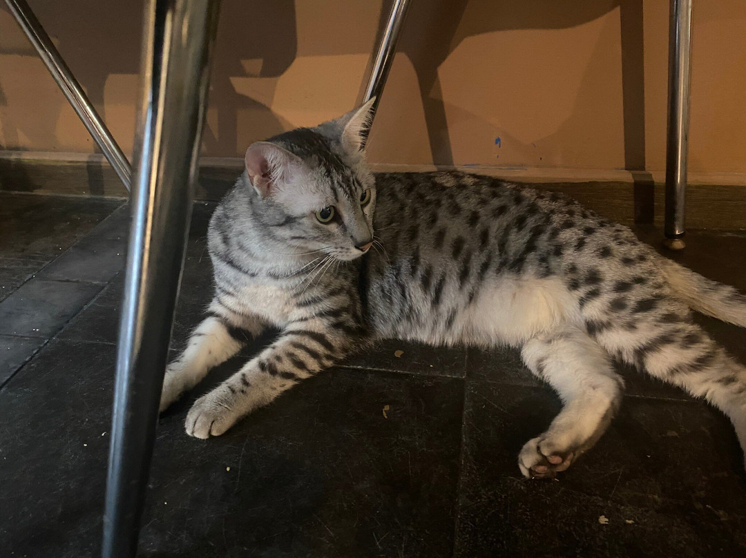 Cup Cats