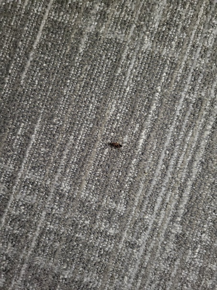 希尔顿欢朋酒店 - 教堂山/达勒姆地区-客卧