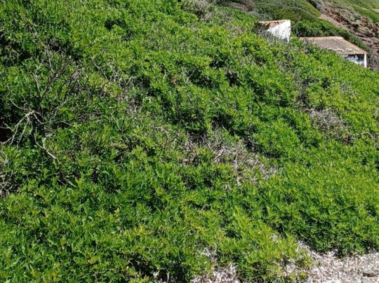 Cala Morella Nou-Mahon必去景点