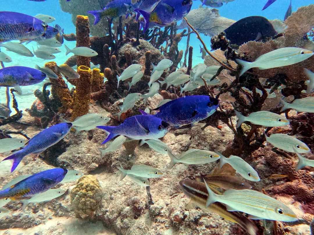 Ultra Marine Divers-蓬塔卡纳必去景点