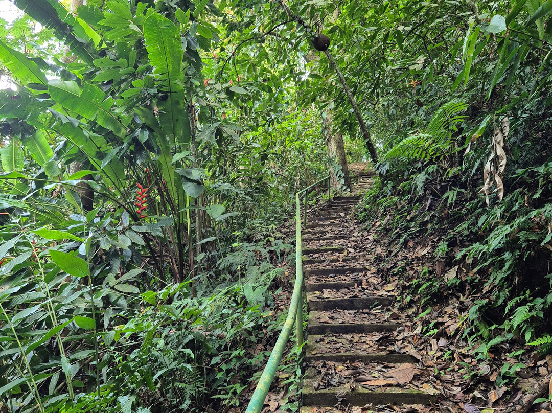 Hadco Experiences At Asa Wright Nature Centre-特立尼达必去景点
