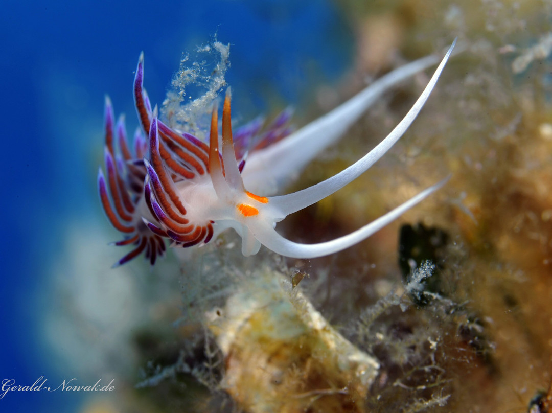 Croatia Divers Vela Luka景点图片