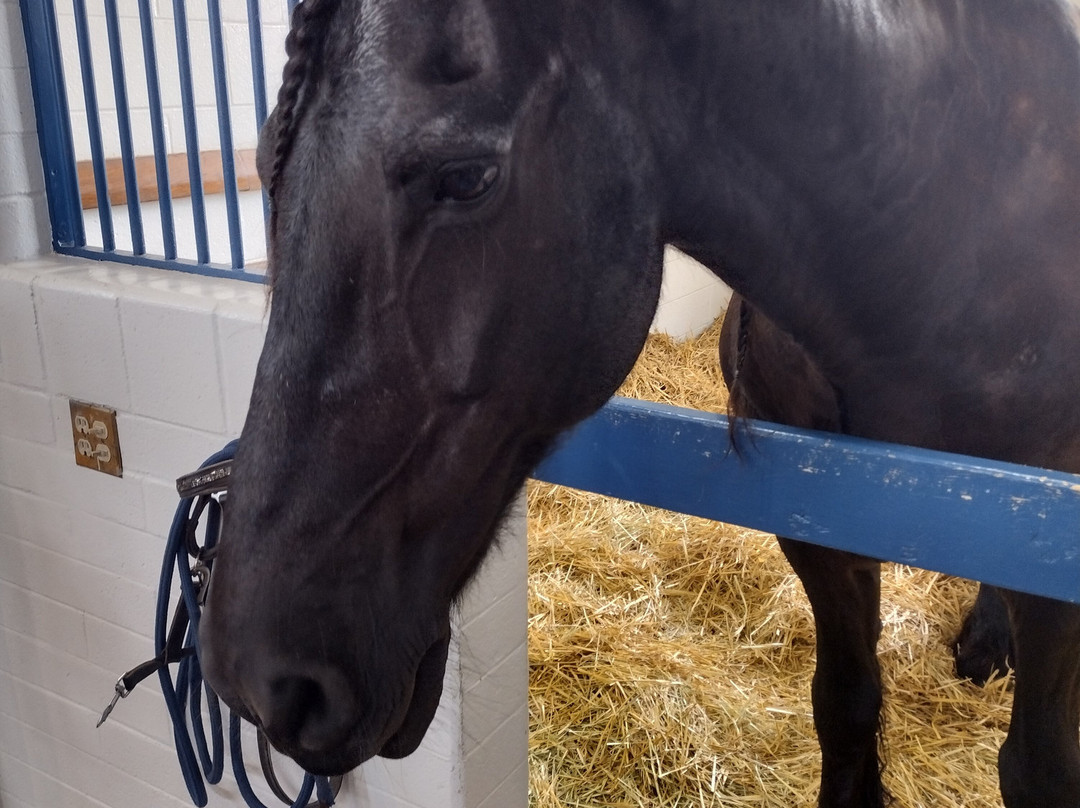 Pin Oak Stud-Versailles必去景点