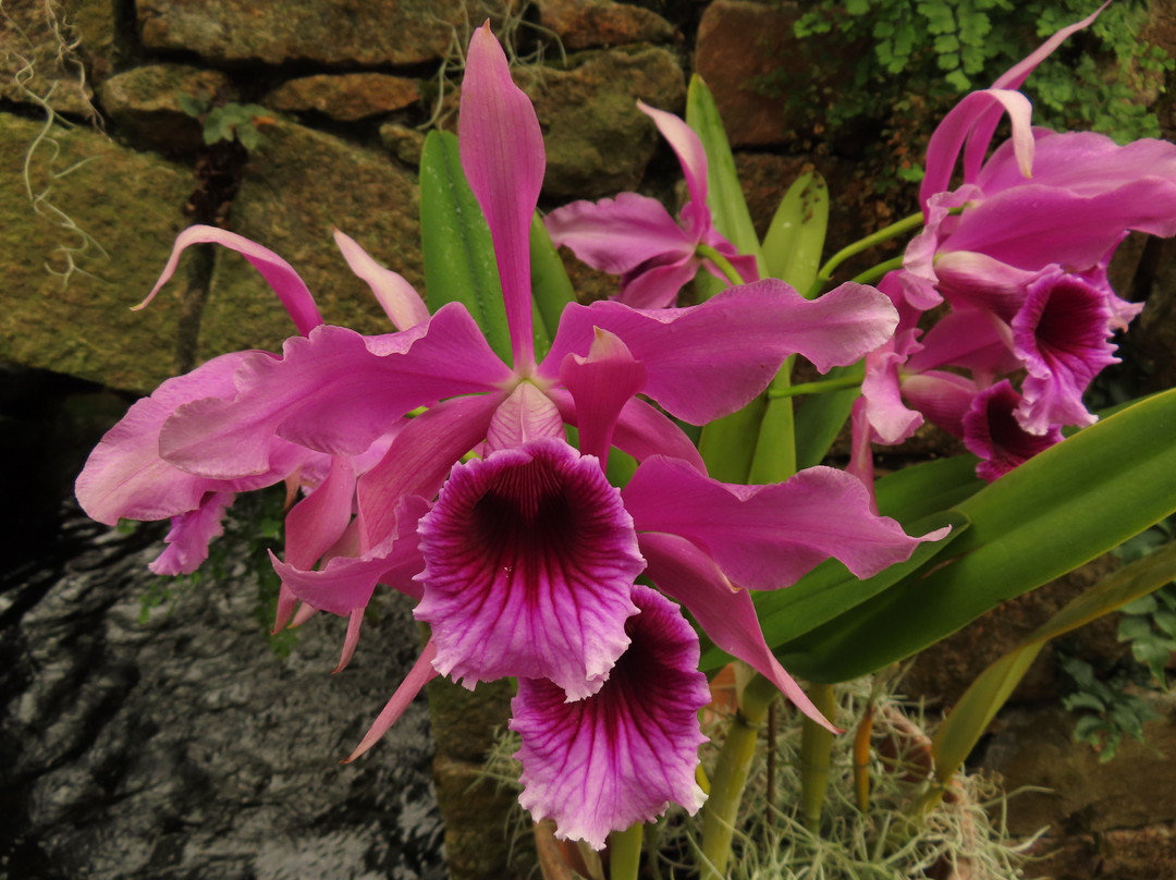 Eric Young Orchid Foundation-Trinity必去景点