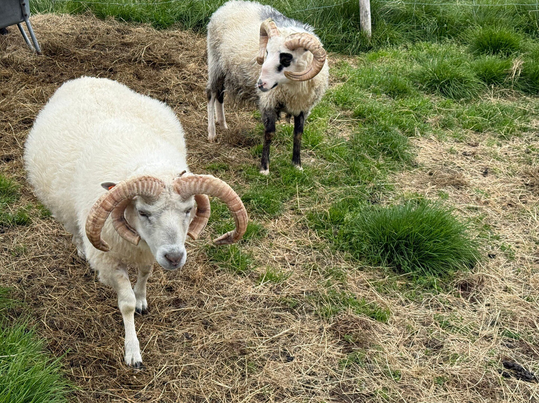 Petting Zoo Daladýrd-阿克雷里必去景点
