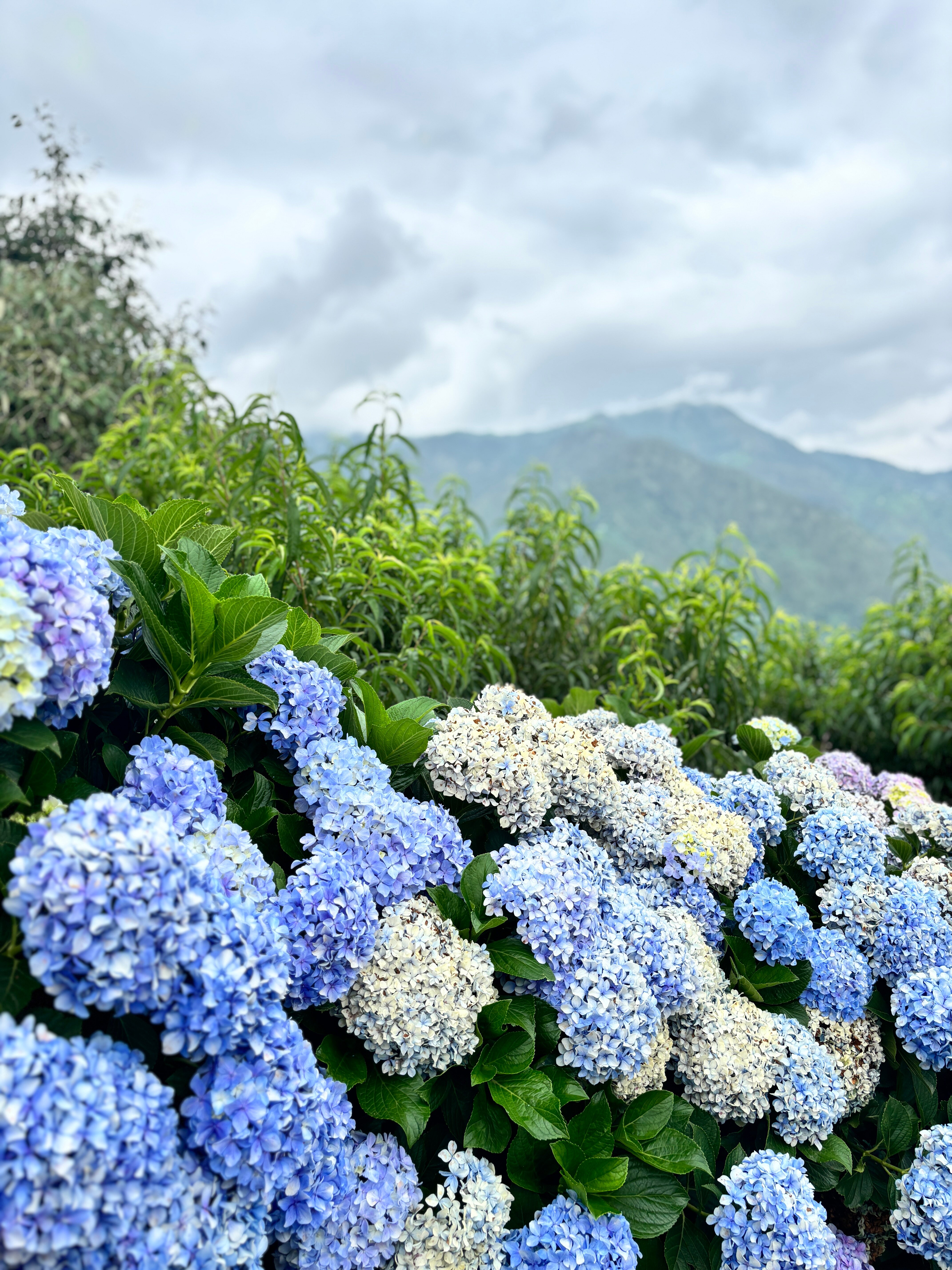 Seclude Ramgarh Willows-官方