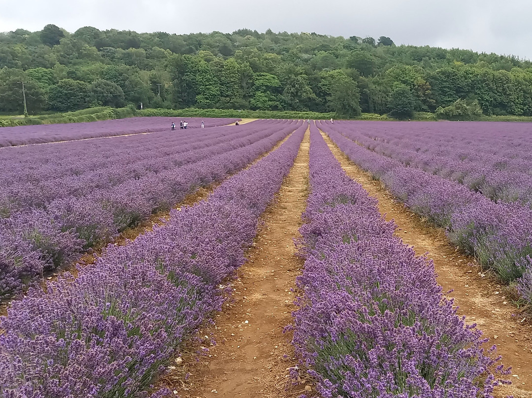 Castle Farm Shop-Shoreham必去景点