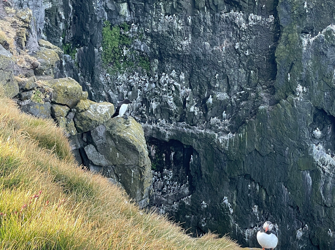 Latrabjarg bird cliffs-Latrabjarg必去景点