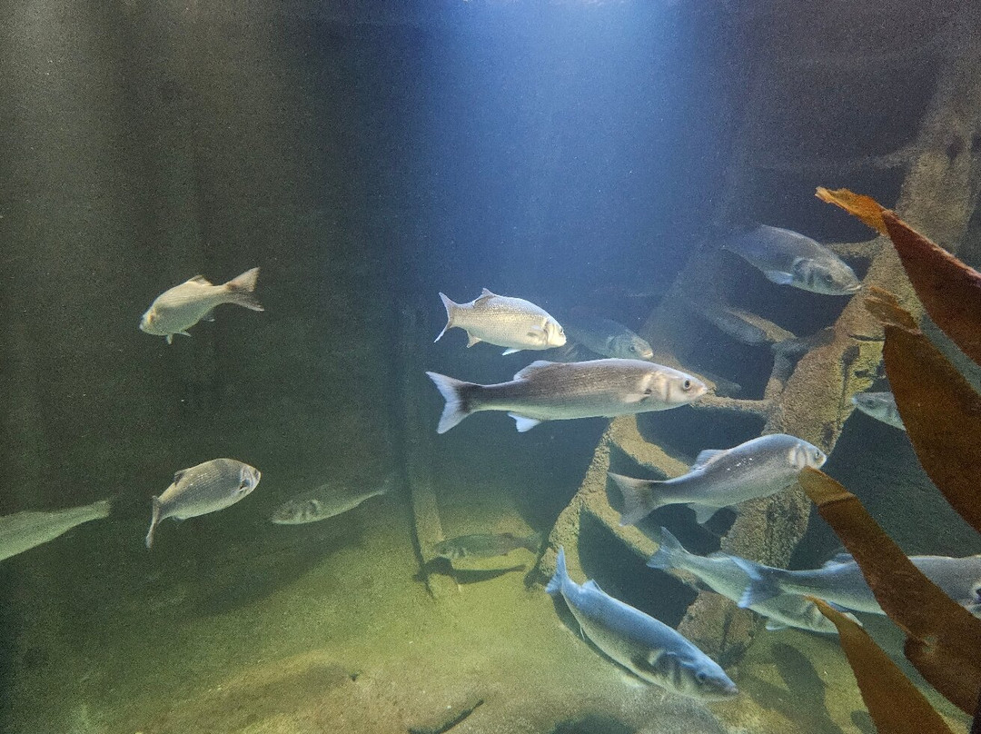 Fort Kijkduin (Museum and Aquarium)-登海尔德必去景点