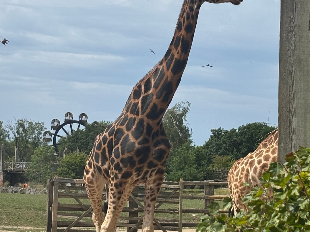 Flamingo Land Resort-Kirby Misperton必去景点