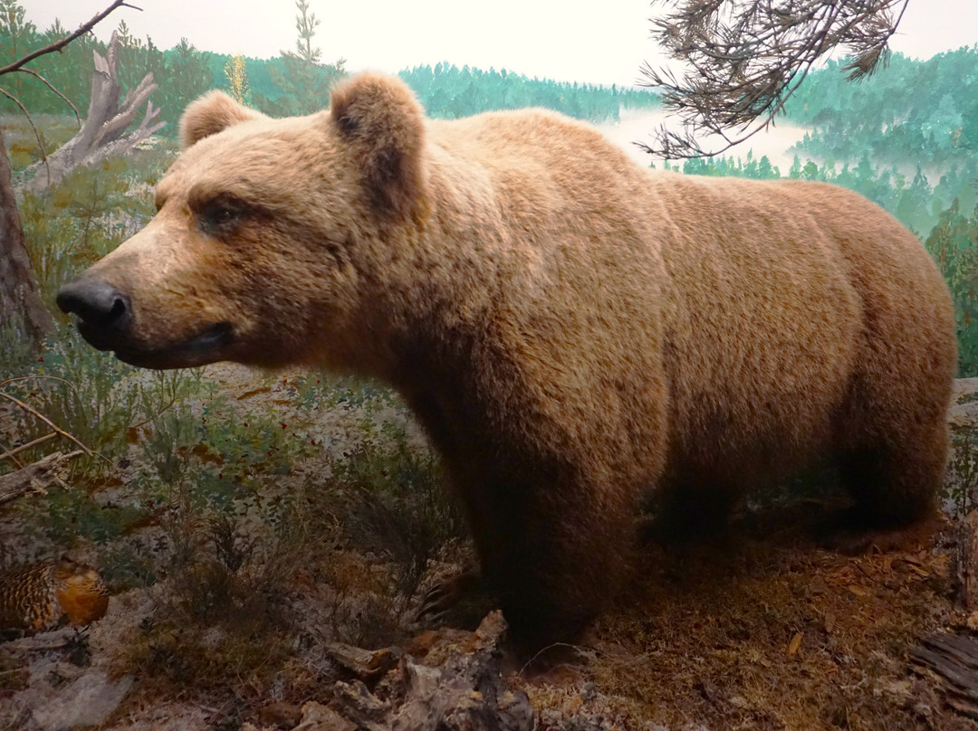 Turku Biological Museum-土尔库必去景点
