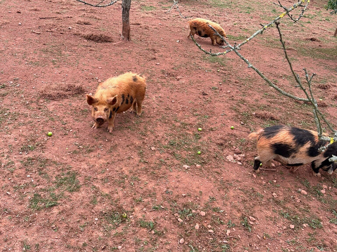 Occombe Farm-佩恩顿必去景点