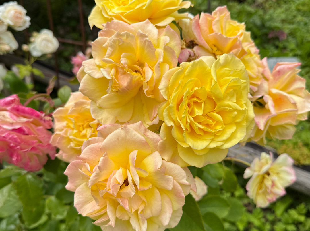 Rosarium Uhrerhof-奥蒂塞伊必去景点