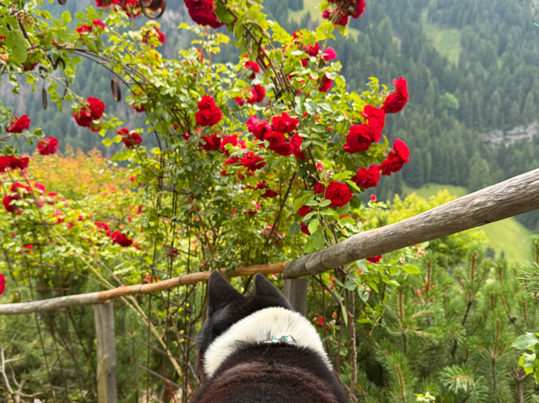 Rosarium Uhrerhof-奥蒂塞伊必去景点