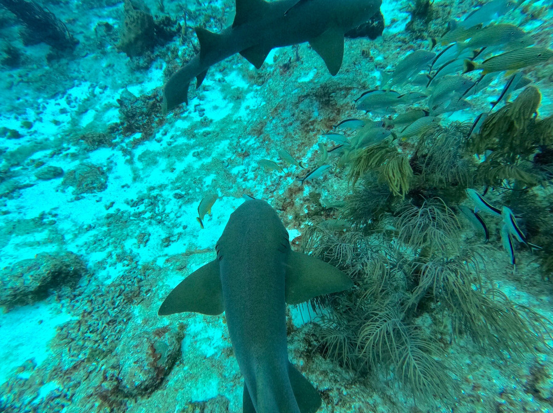 Dive With M.E. Cozumel-San Miguel de Cozumel必去景点